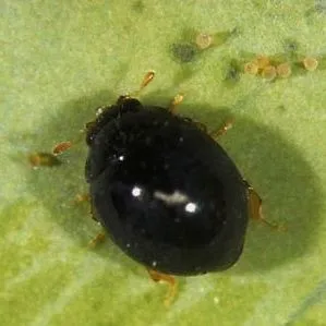 thumbnail for publication: Whitefly Predatory Lady Beetle (suggested common name) Delphastus catalinae (Horn) (Insecta: Coleoptera: Coccinellidae)